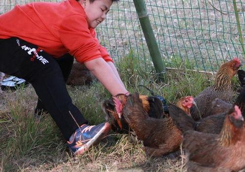 摸鱼吃瓜偷鸡视频,网络热梗背后的趣味与思考