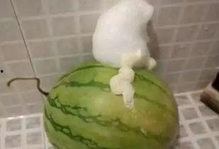 泡泡吃瓜网打不开,揭秘背后原因及应对策略