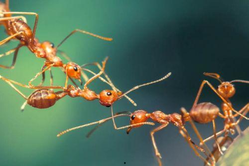 蚂蚁吃小瓜幼苗,小瓜幼苗遭遇生存危机
