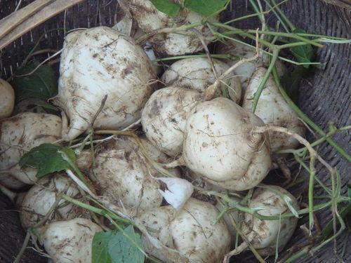 吃瓜达人的技巧