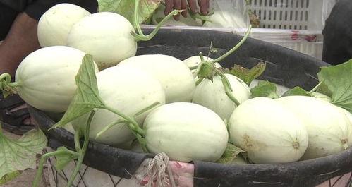 冰淇淋小白瓜怎么吃,夏日消暑新宠，轻松制作教程