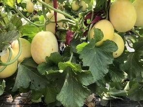 界首吃大瓜,揭秘当地特色美食背后的故事