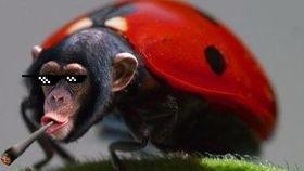 逃生2吃瓜,吃瓜群众如何化险为夷