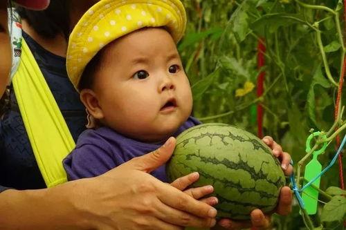 金教练吃瓜,揭秘娱乐圈幕后故事