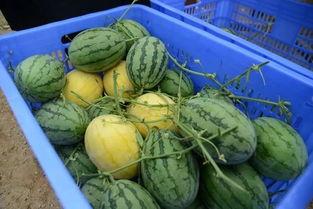 金教练吃瓜,揭秘娱乐圈幕后故事