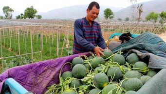 池吃瓜网,揭秘娱乐圈幕后故事，带你走进明星真实生活