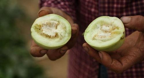 moi直播吃瓜,Moi吃瓜大揭秘，带你领略娱乐圈幕后风云