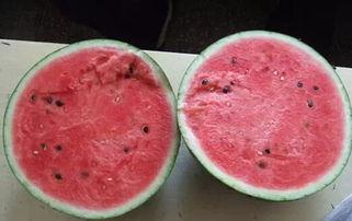 吃瓜第8套,探寻美食背后的故事与传奇