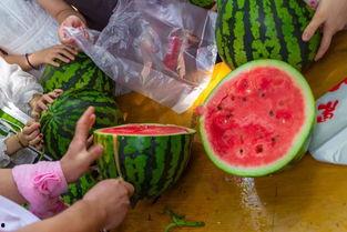 小火龙吃瓜视频在哪看,热门平台一览