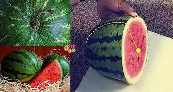 吃瓜有吐皮,品味生活百态