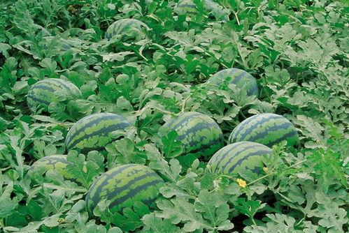 梦见摘捎瓜吃,揭秘摘捎瓜吃的神秘寓意