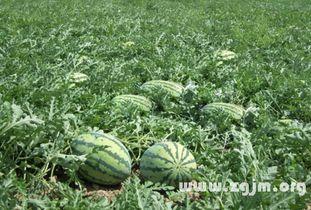 梦见摘捎瓜吃,揭秘摘捎瓜吃的神秘寓意