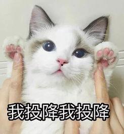 猫猫吃瓜表情啥意思