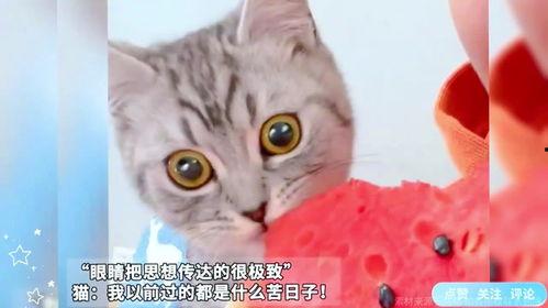 猫猫吃瓜表情啥意思