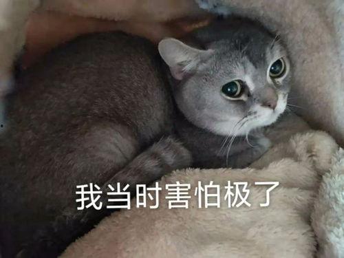 小猫吃瓜文案短句搞笑,笑料横生的猫界瓜田奇遇记