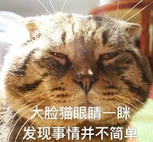 小猫吃瓜文案短句搞笑,笑料横生的猫界瓜田奇遇记
