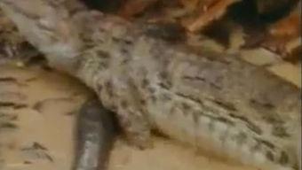 盘羊吃瓜视频,瓜果盛宴大揭秘