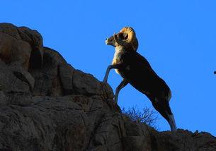 盘羊吃瓜视频,瓜果盛宴大揭秘