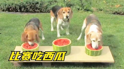 狗子在吃瓜,笑料横生，揭秘宠物界的欢乐瞬间