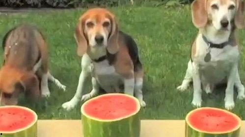 狗子在吃瓜,笑料横生，揭秘宠物界的欢乐瞬间